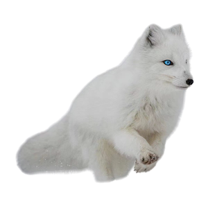 涂山狐尼克 宠物狐狸活体幼体雪狐白狐北极狐蓝狐冰岛狐幼崽定金