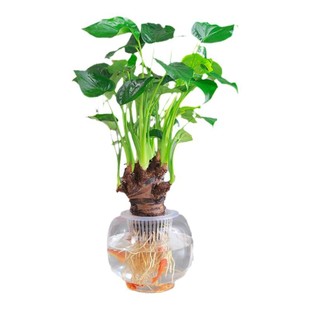 水培植物千手观音盆栽净化空气室内大叶滴水观音龟背竹绿植好养植