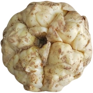 2025宜兴百合精选大个新鲜百合特产肉厚软糯挑选质优大果产地直发