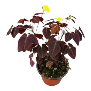 花与花器 树状火星火厥酢浆草阳台室内窗台花园绿植花卉盆栽
