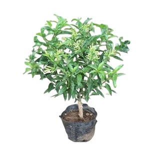 夜来香花树苗九里香夜来香盆栽花卉植物室内驱蚊花苗浓香四季开花