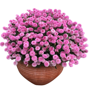 玲珑菊花种子矮生盆栽花卉四季种阳台室内外小雏菊花种籽千头菊苗