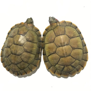 乌龟活物巴西龟长寿观赏龟情侣红耳龟大小宠物龟外塘淡水龟招财龟