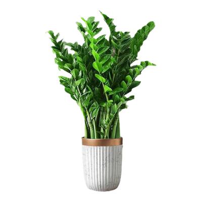 金钱树大型开业乔迁送礼招财绿植