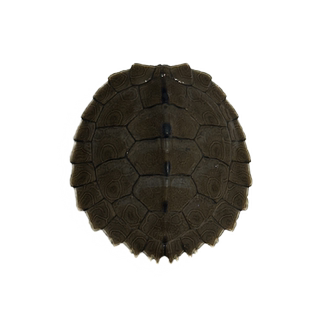 地图逗比深水乌龟鱼缸混养龟黑瘤二哈龟萌宠活体情侣观赏宠物龟