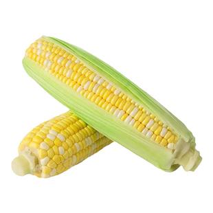 东升农场 金银玉米1号玉米 水果玉米 火锅食材 烧烤 宝宝辅食 1斤