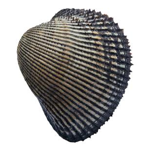 大连海鲜刺身新鲜大贝类蛤蜊毛蚶蛤生吃寿司食材鲜活赤贝