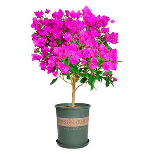 加州黄金三角梅老桩盆栽带花爬藤植物重瓣四季阳台耐热好养活绿樱