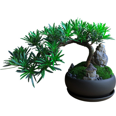 悬崖造型罗汉松室内客厅四季好养