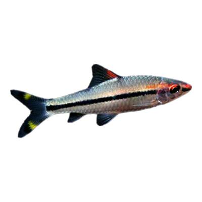 一眉道人红眉道人小型群游观赏鱼