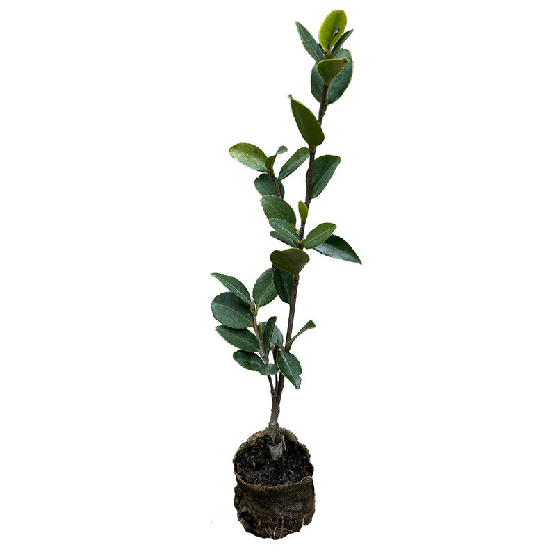 高产嫁接油茶树苗茶树苗白花大果