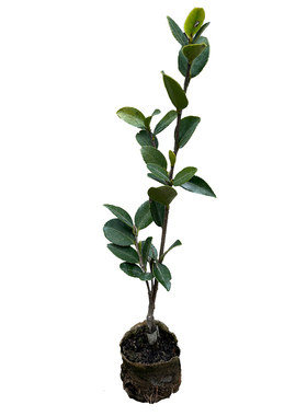 高产嫁接油茶树苗茶树苗白花大果