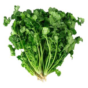 四季农家小叶香菜种子耐寒种籽孑根苗大叶盆栽老品种阳台春天籽种