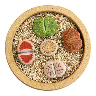 生石花多肉植物盆栽嘟嘟嘴稀有品种pp屁屁石头花肉肉屁股花大母本