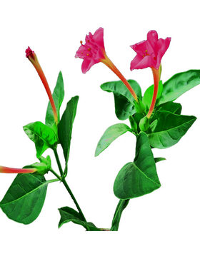 五彩紫茉莉花种子混色地雷花种子籽阳台盆栽庭院围栏耐寒易活花卉