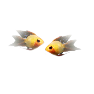 桃心金波子鱼热带观赏活体短鲷宝蓝阿凡达荷兰凤凰皮卡丘淡水小型