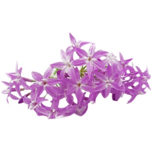 新鲜山蒜花食用花星光璀璨花鲜花50朵繁星花西餐日料摆盘装饰点缀