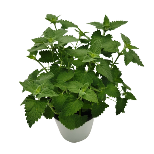 藿香五香叶可食用盆栽炖鱼泡茶解暑清热阳台花园好养克拉香草推荐