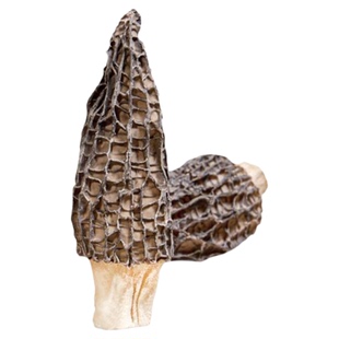 幸贝特大号羊肚菌干货煲汤9-10cm新鲜特级云南野生菌菇官方旗舰店