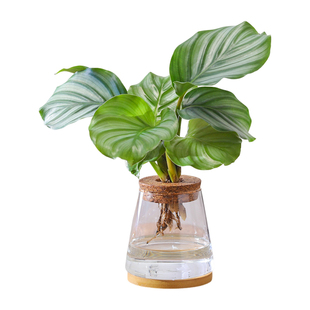 水培植物青苹果竹芋绿植盆栽四季常青室内办公桌好养喜阴净化空气