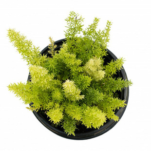 狐尾天门冬武竹阳台盆栽庭院绿植好养宿根花园室外九尾狐常绿植物