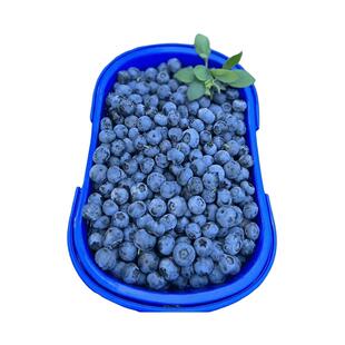 云南抚仙湖高原花香L25蓝莓梅大果脆甜孕妇宝宝当季新鲜应季水果