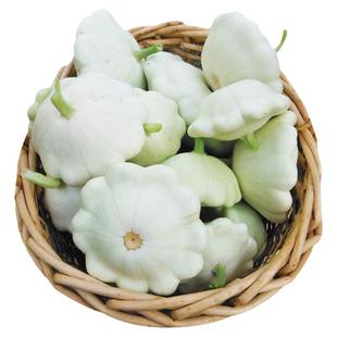 弗兰基白色扇贝迷你小南瓜种子浓郁果香高产传家宝春秋阳台盆栽