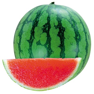 农科院西瓜种子8424麒麟瓜秧苗