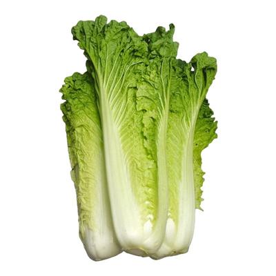 云南高山青麻叶白菜青口白菜