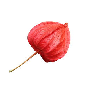 长白山红菇娘儿挂金灯苦姑娘果1斤锦灯笼草红姑娘新鲜酸浆3斤包邮