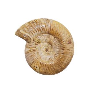 天然生物海螺化石菊石白螺原石生物标本摆件儿童科普教学鱼缸造景