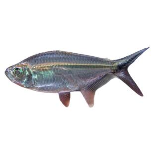 群游黑尾大勾鱼草缸小型鱼热带鱼活体一眉道人观赏鱼红绿灯宝莲灯