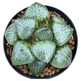 十二卷克里克特水晶克10厘米，实物拍摄，带盆土发货，包邮