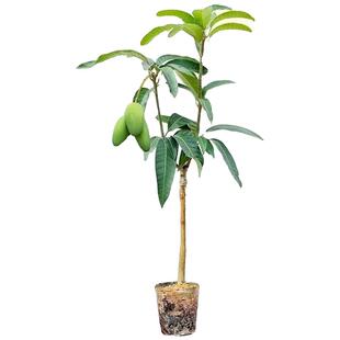 芒果树苗嫁接金煌芒四季芒果苗树红贵妃当年结果庭院阳台盆栽好养