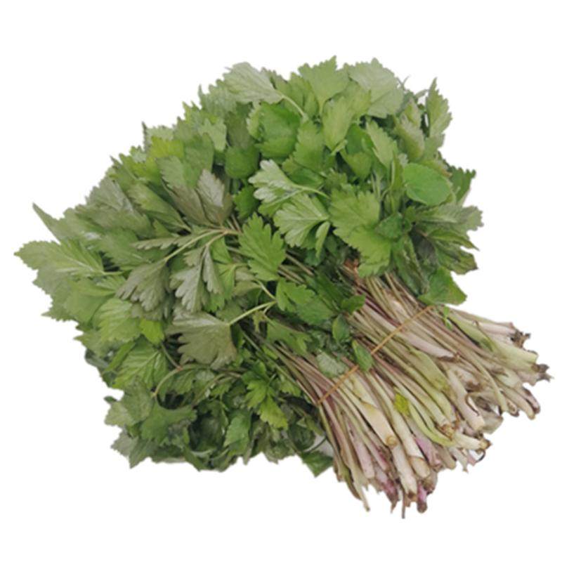 山芹菜东北长白山新鲜野菜
