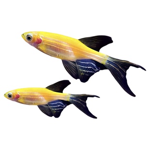 柠檬黄蝶翼斑马鱼观赏鱼荧光冷水鱼小型热带鱼活体鱼好养