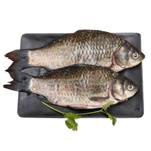 密云开河新鲜打捞鲫鱼淡水鱼鲫瓜子煲汤小鲫鱼净膛后发货