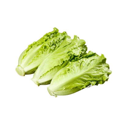 【5A特级】生菜苗不活包赔包对版