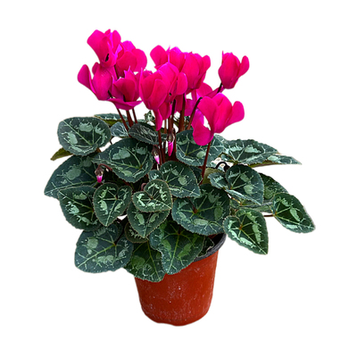 进口F1代迷你仙客来盆栽带花发货