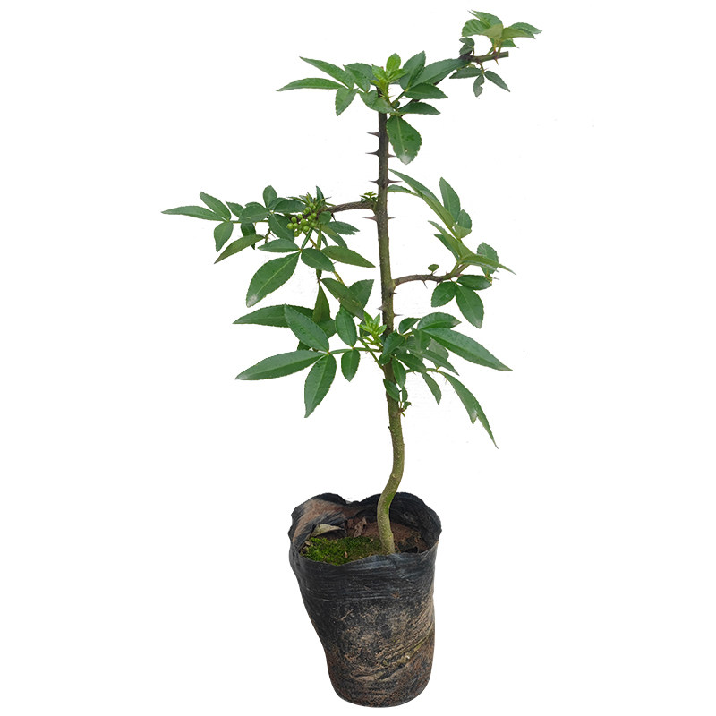 九叶青花椒树苗四川成森苗木