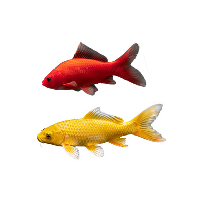 冷水鹦鹉鱼血鹦鹉冷水淡水观赏鱼活体鱼苗好养耐活金鱼锦鲤鱼