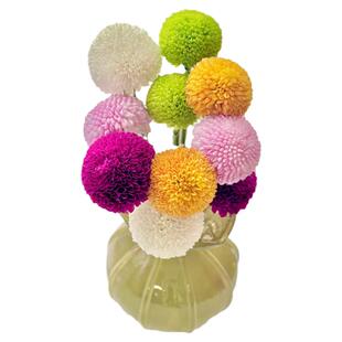 粉色乒乓菊鲜花云南直发室内插花水培真花花束花期长鲜切花菊花