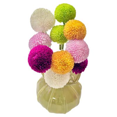 粉色乒乓菊鲜花水养插花云南直发