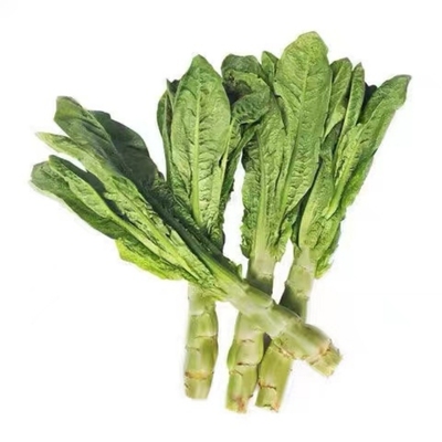 莴苣苗秧苗秋冬蔬菜苗莴笋包菜秧