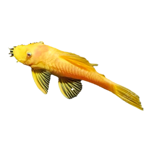 黄金蓝眼胡子24K黄金大帆热带观赏鱼除藻清缸工具红蓝眼胡子淡水