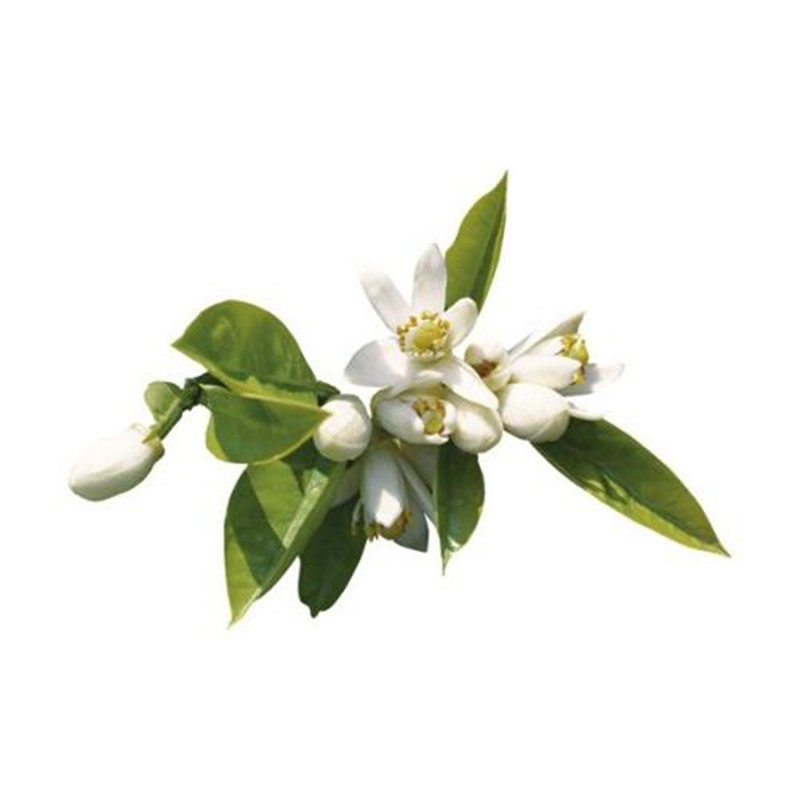 腌制苦橙花玳玳花苞花朵