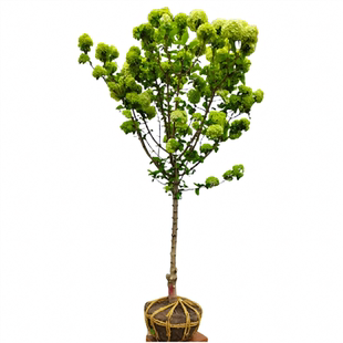 中华木本绣球树苗大花斗球白麻球苗庭院别墅耐寒盆栽风景树绣球花