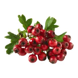 山里红树苗盆景野山楂树活苗河南小叶盆栽红果山楂室内熟桩阳台