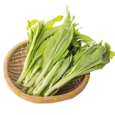 多子多福甜菜心种子多枝白菜苔多笋连州菜心油菜苔秋季蔬菜种籽孑