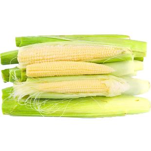 广西玉米笋新鲜现摘甜玉米芯带壳带须当季农家蔬菜玉米小棒子仔9